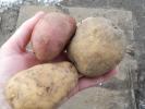 Средне-и позднеспелые сорта картофеля
