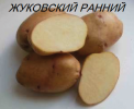Картофель ранние сорта